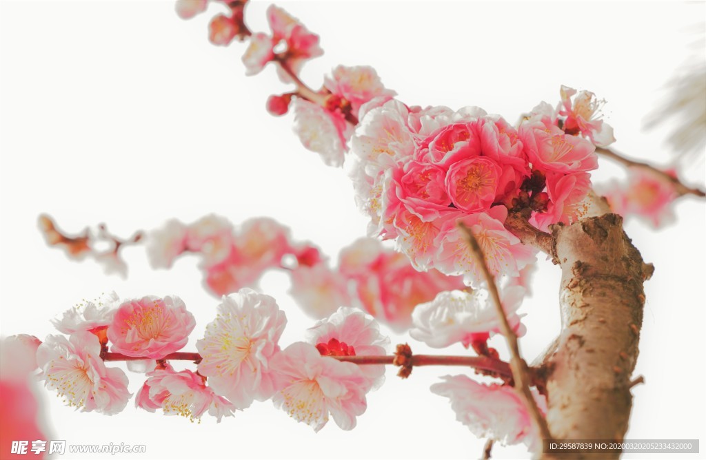 蜿蜒生长 梅花