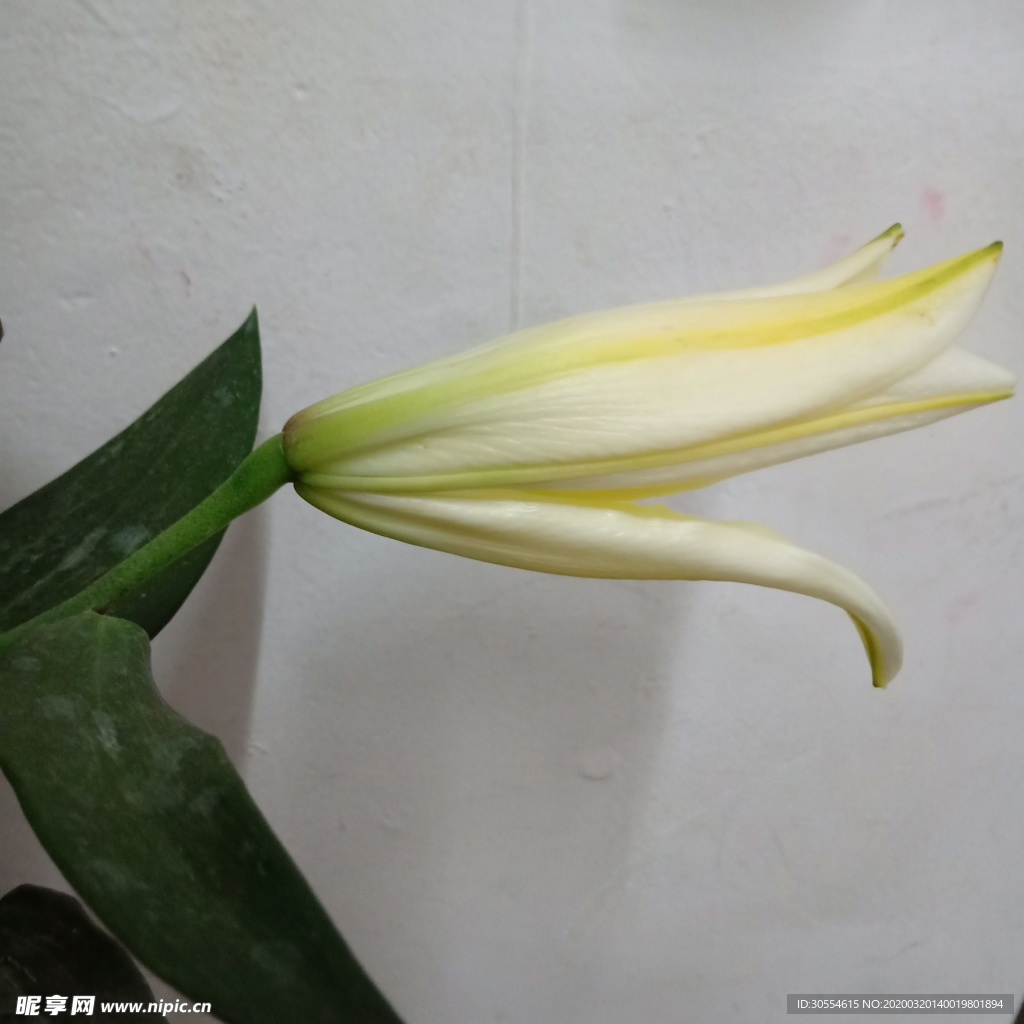 百合花