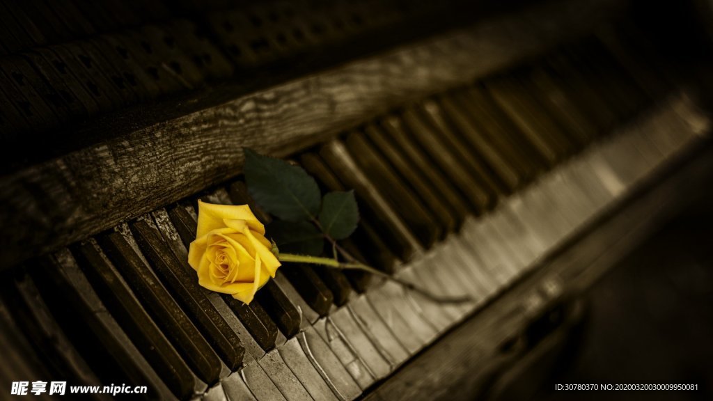钢琴玫瑰