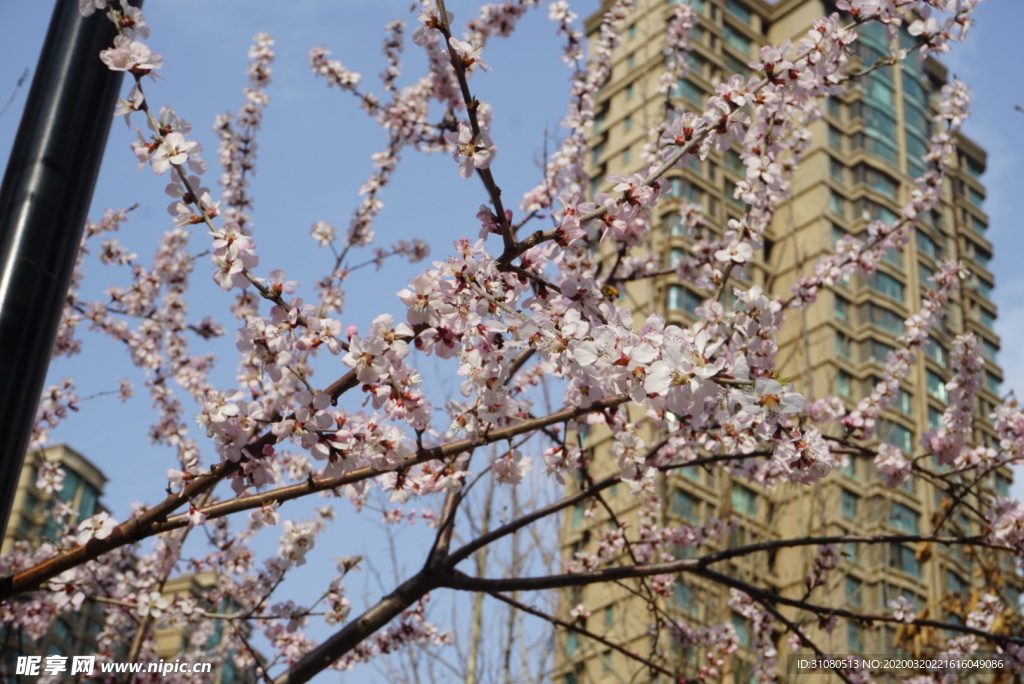 山桃花