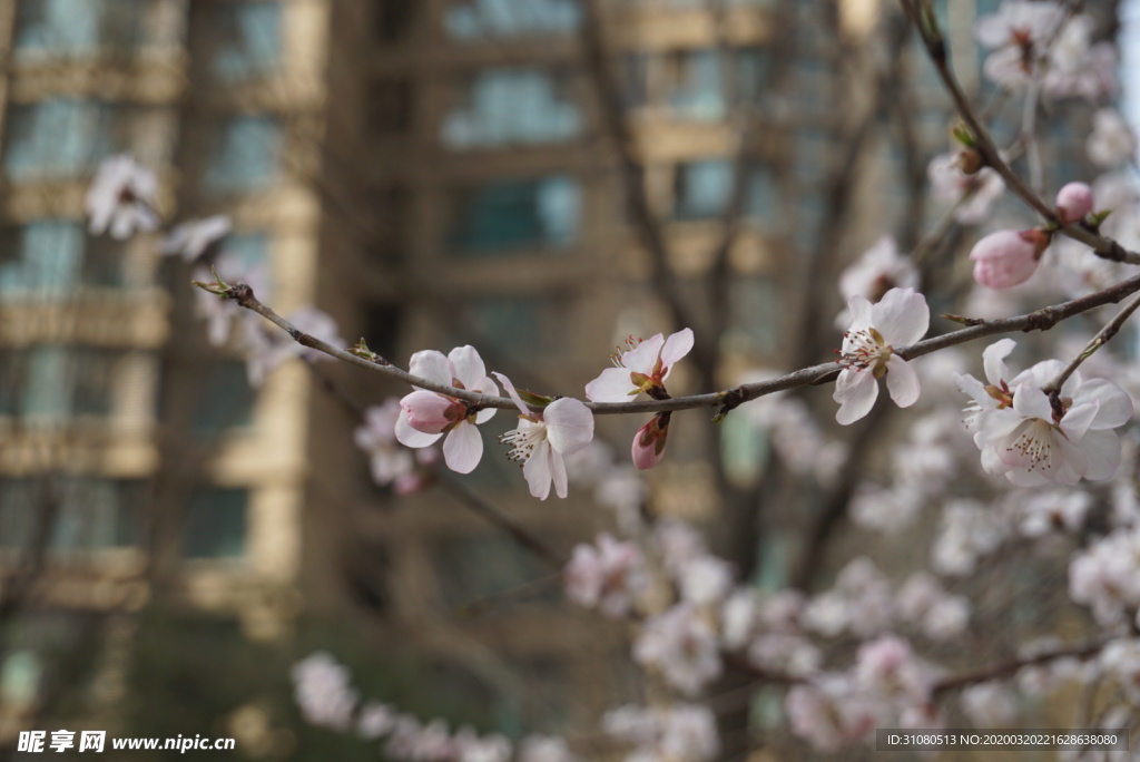 山桃花