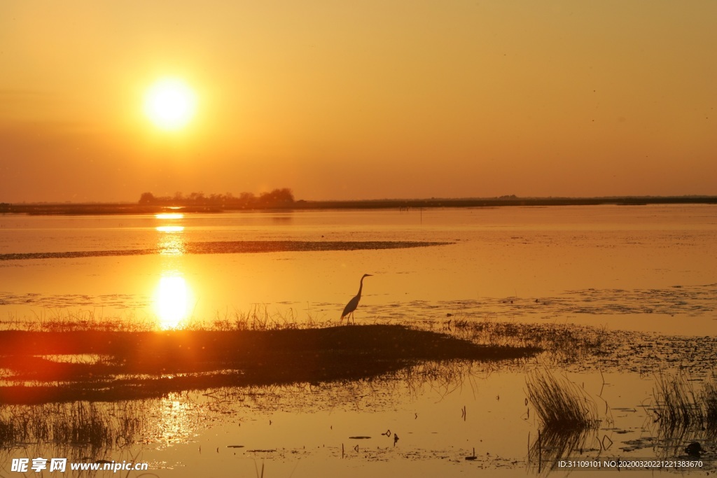 金色夕阳湖泊与鸟
