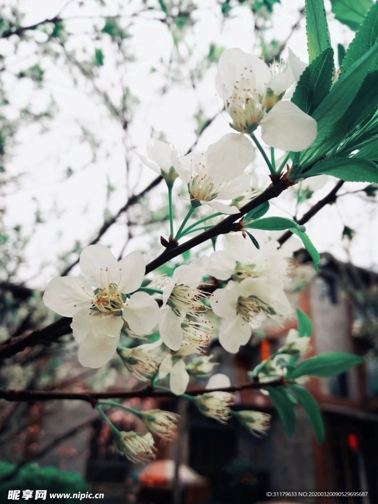梨花