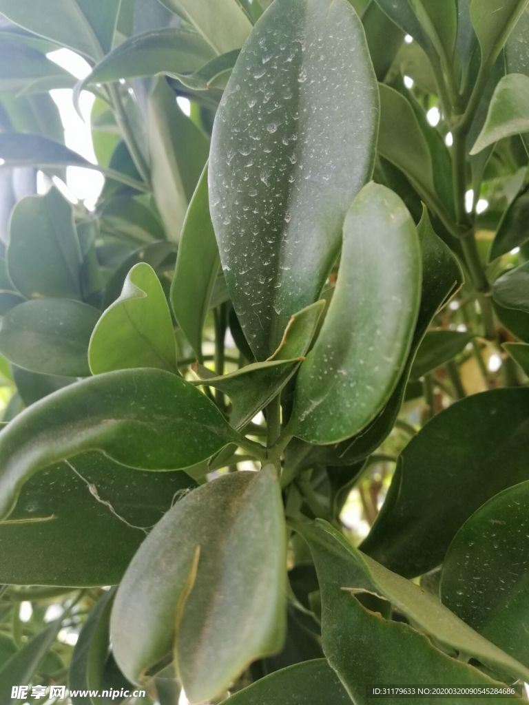 绿化花卉