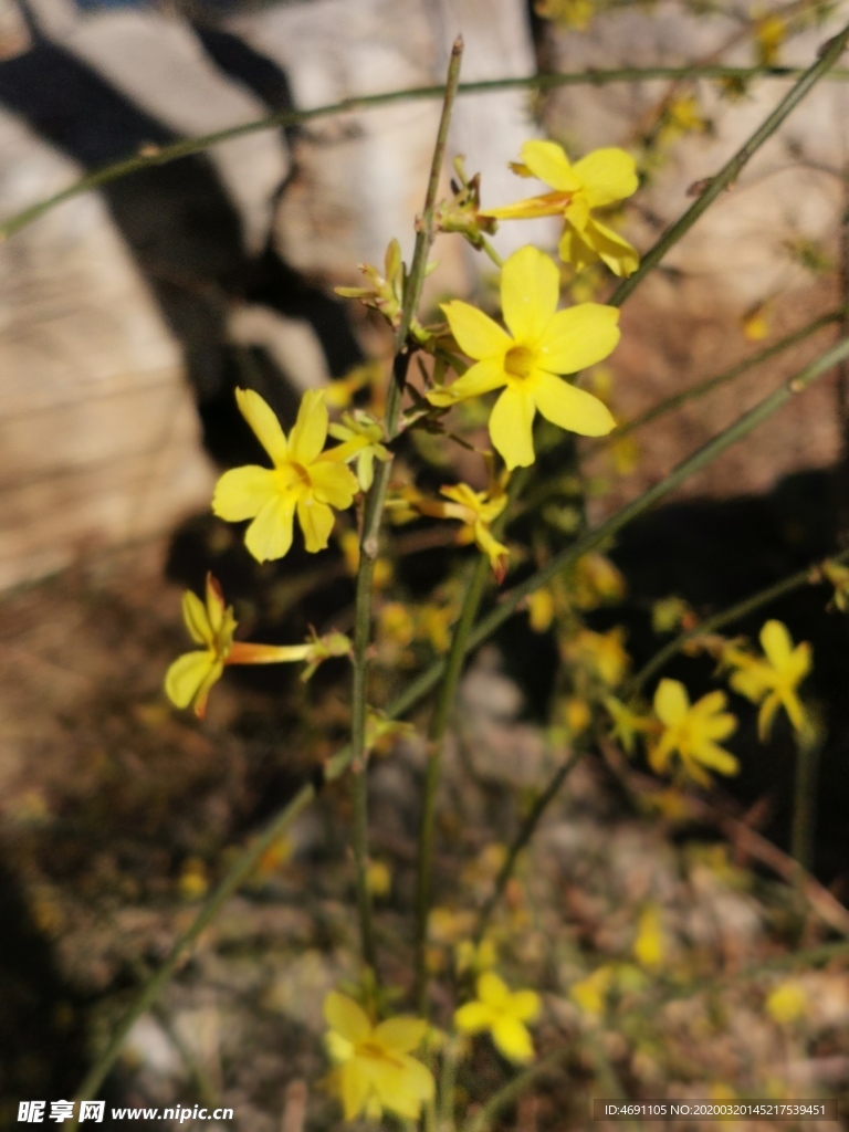 迎春花