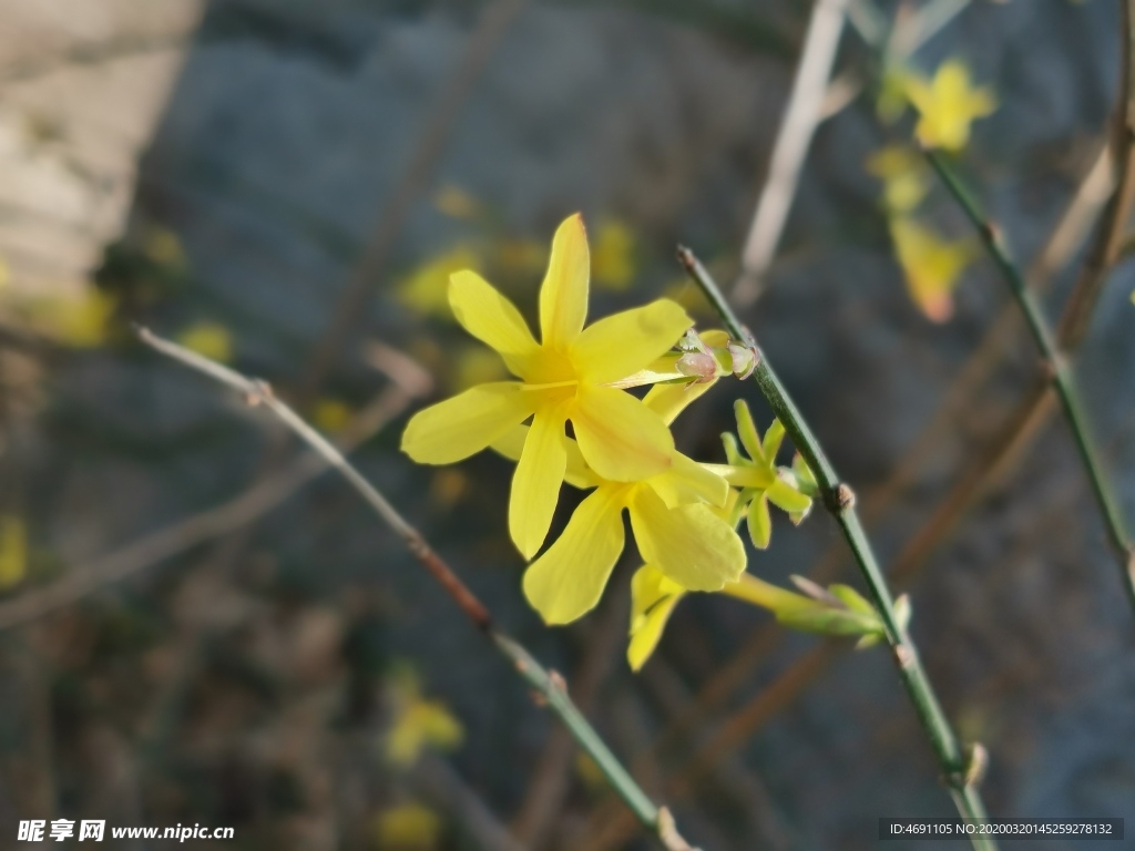 迎春花