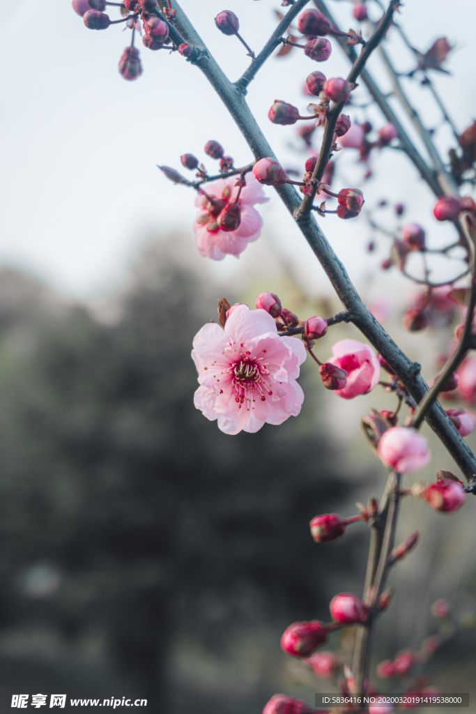 粉色的桃花