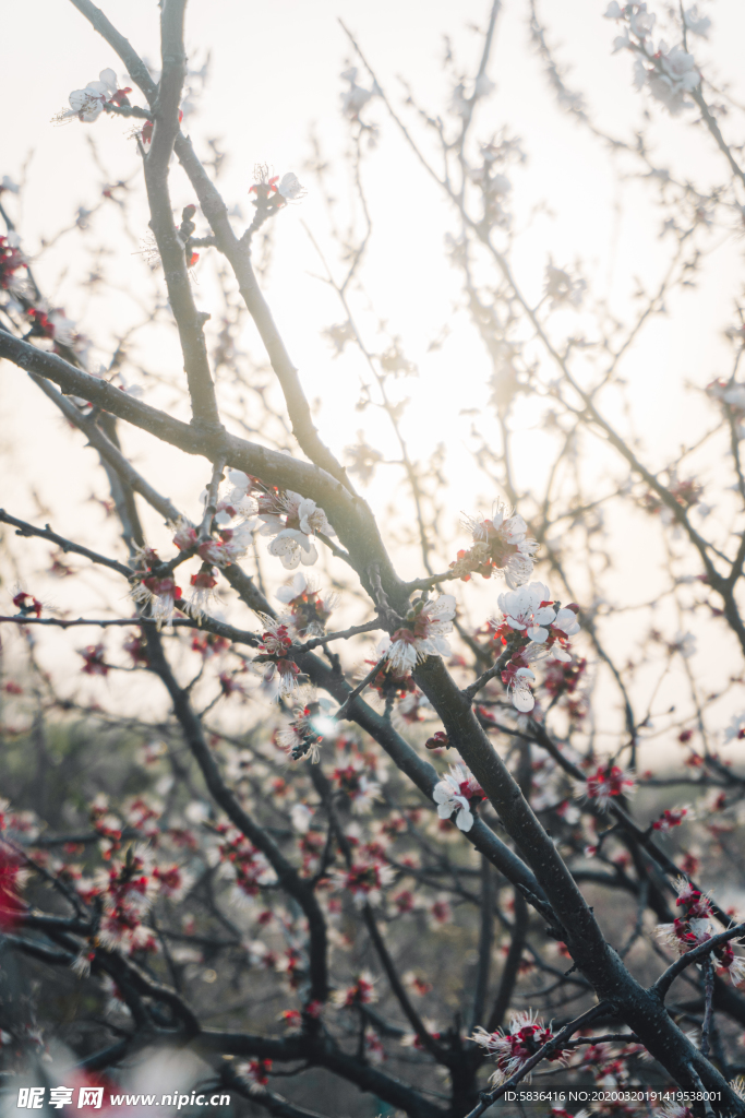 夕阳下的桃花