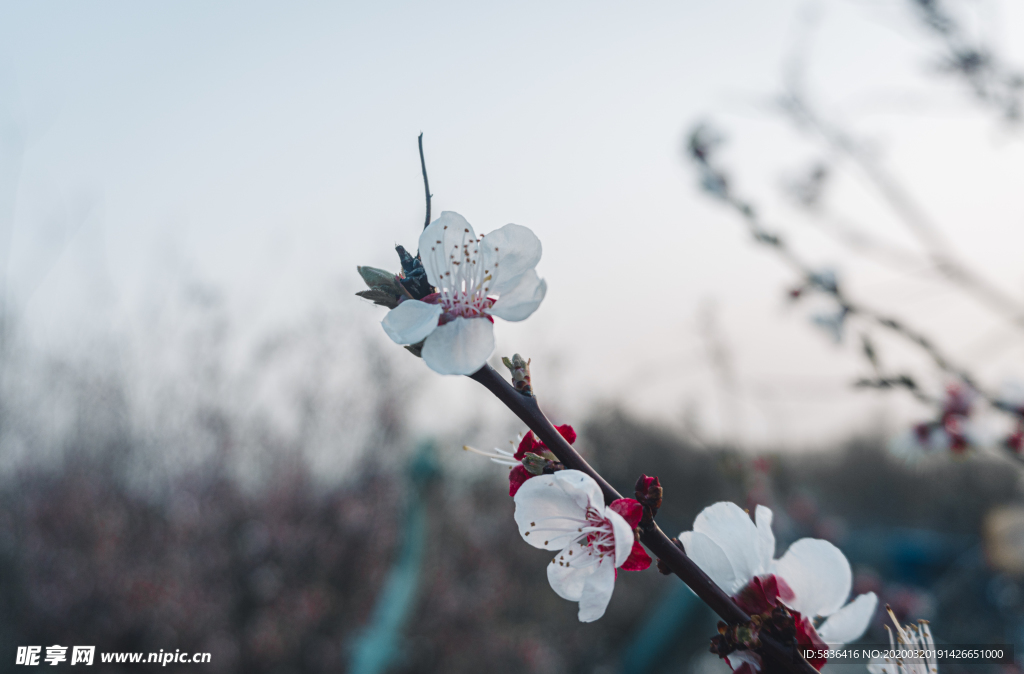 桃花树枝