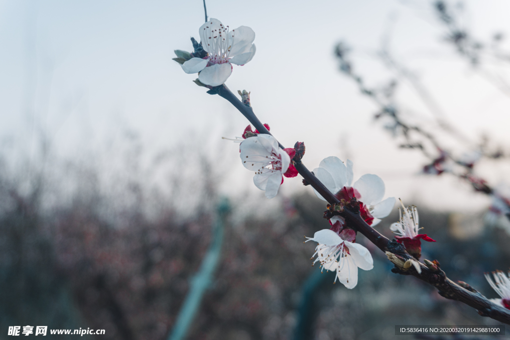 落日的桃花