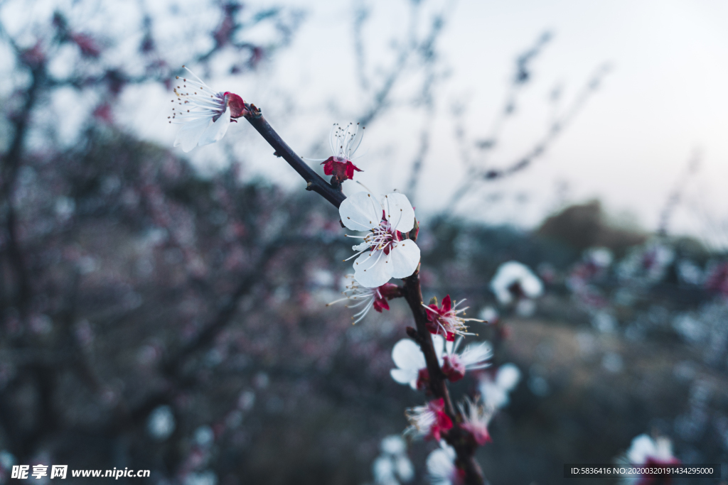桃花