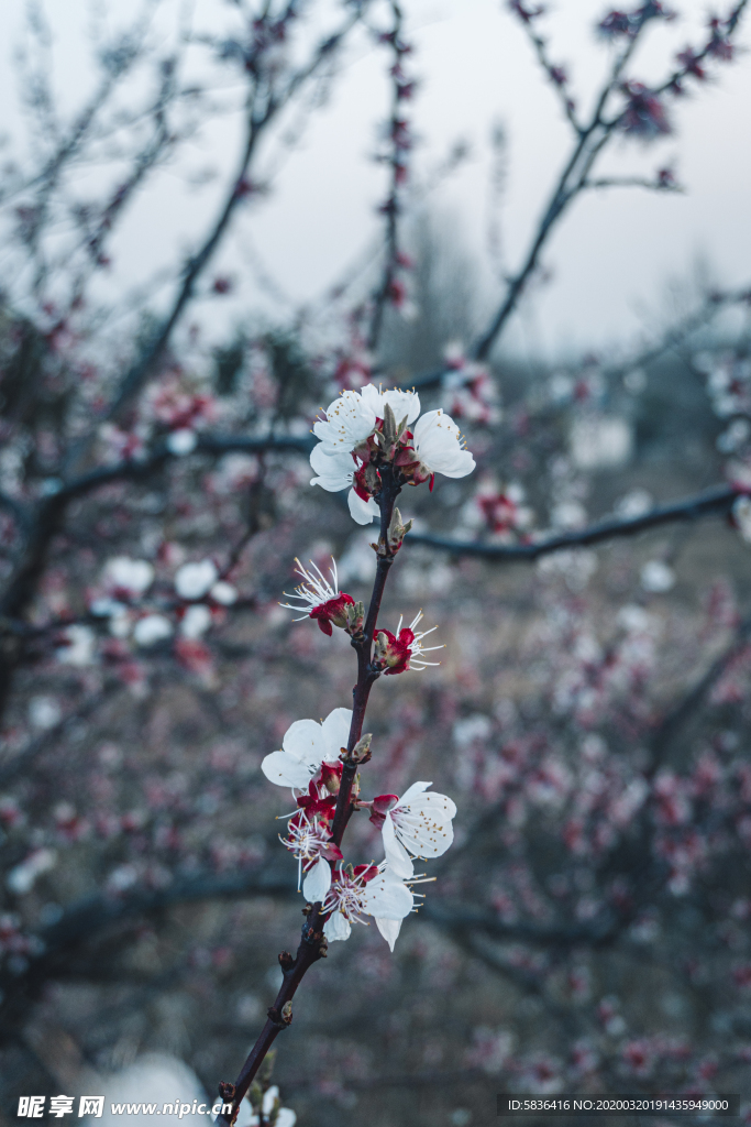 桃花树枝