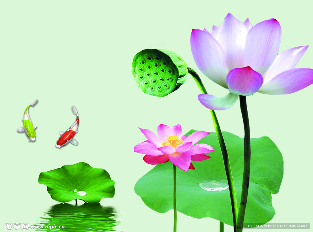 荷花