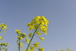 蓝天白云油菜花