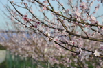 桃花源