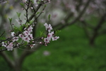 春色桃花