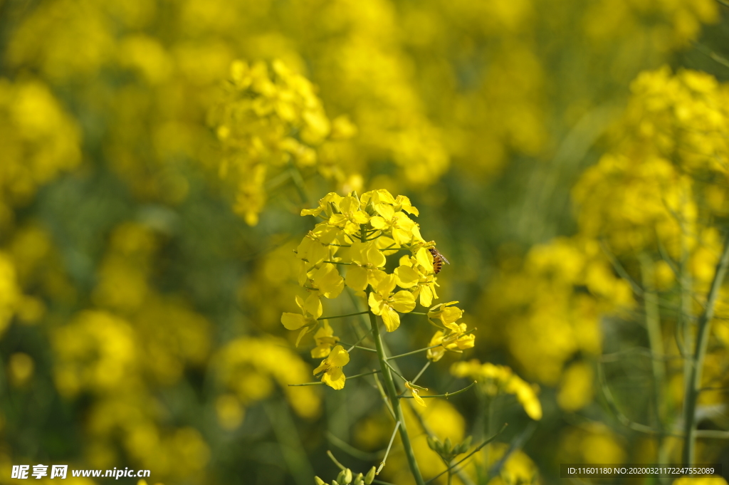 油菜花海和蜜蜂特写