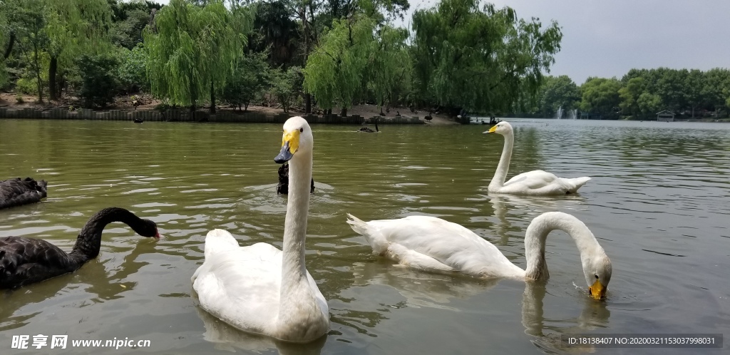 湖面浮水大白鹅图片