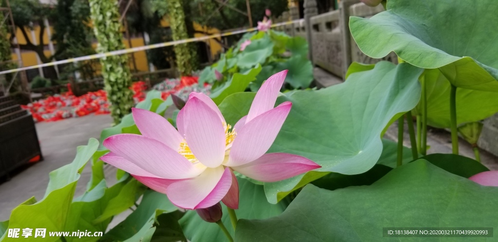 荷塘  荷花图片