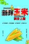 新鲜玉米海报