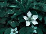 野草莓的花