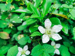 野草莓的花