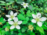野草莓的花