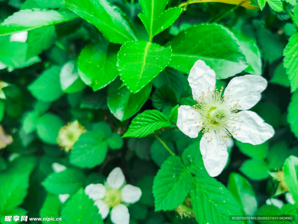 野草莓的花