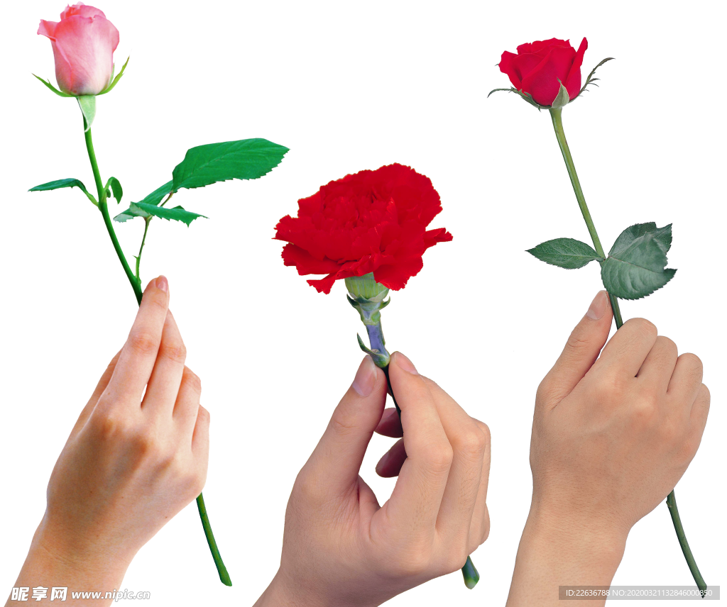 拿着一朵红色玫瑰的美好的妇女手 库存图片. 图片 包括有 约会, 现有量, 手指, 指甲盖, 感觉, 女性 - 29836555