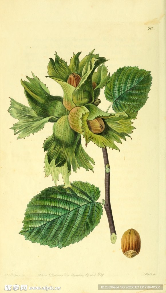 绿色植物插画