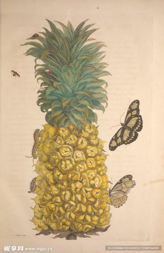 菠萝插画