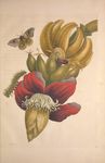 绿色植物插画