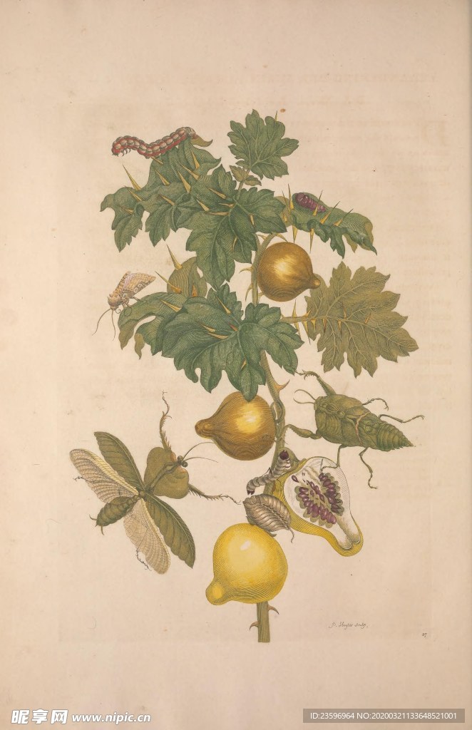 绿色植物插画
