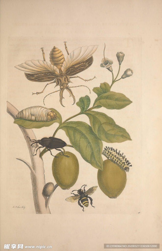 绿色植物插画