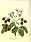 绿色植物插画