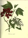 绿色植物插画
