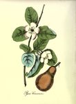 绿色植物插画