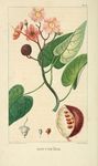 绿色植物插画