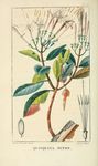 绿色植物插画