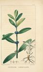 绿色植物插画