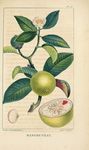 绿色植物插画