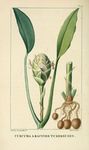 绿色植物插画