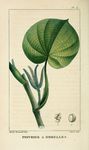 绿色植物插画