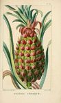 菠萝绿色植物插画