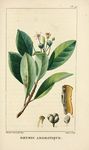 绿色植物插画