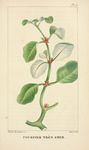 绿色植物插画