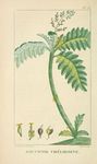 绿色植物插画