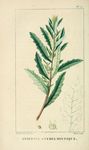 绿色植物插画