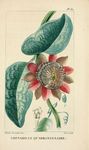 绿色植物插画