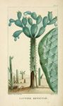 仙人掌绿色植物插画